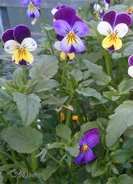 Attēlu rezultāti vaicājumam “Viola tricolor leaf”