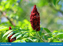 Attēlu rezultāti vaicājumam “Rhus typhina flower”