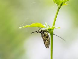 Attēlu rezultāti vaicājumam “Ephemera sp.”