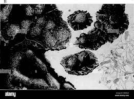 Attēlu rezultāti vaicājumam “Physarum obscurum”