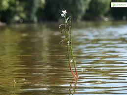 Attēlu rezultāti vaicājumam “Lobelia dortmanna”