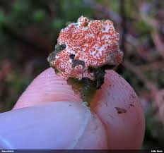 Attēlu rezultāti vaicājumam “Diderma roanense macro”