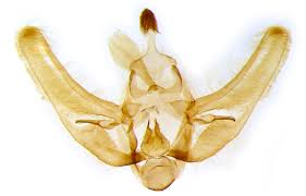 Attēlu rezultāti vaicājumam “Udea olivalis”