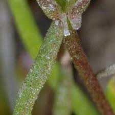 Attēlu rezultāti vaicājumam “Myosurus minimus flower”