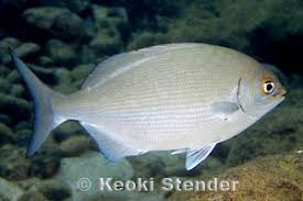 Image result for Kyphosus