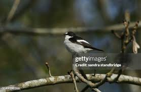 Attēlu rezultāti vaicājumam “Ficedula hypoleuca male”