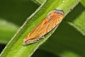 Attēlu rezultāti vaicājumam “Lathronympha strigana”