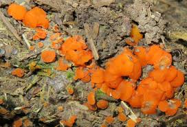 Attēlu rezultāti vaicājumam “Cheilymenia stercorea”