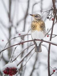 Attēlu rezultāti vaicājumam “Turdus pilaris”