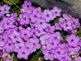 Attēlu rezultāti vaicājumam “Polemoniaceae”