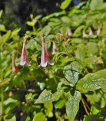 Attēlu rezultāti vaicājumam “Linnaea borealis fruit”