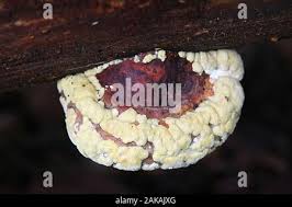 Attēlu rezultāti vaicājumam “Hypocrea pulvinata”