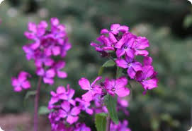 Attēlu rezultāti vaicājumam “Lunaria annua flower”