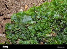 Attēlu rezultāti vaicājumam “Phaeoceros laevis subsp. carolinianus”