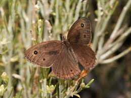 Attēlu rezultāti vaicājumam “Badhamiopsis scripta sessile”