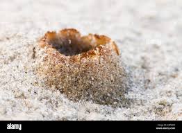 Attēlu rezultāti vaicājumam “Peziza ammophila”