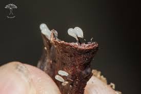 Attēlu rezultāti vaicājumam “Physarum, Nannengaella sp.”