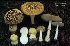 Attēlu rezultāti vaicājumam “Amanita regalis”