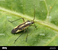 Attēlu rezultāti vaicājumam “Stenotus binotatus male”