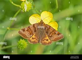 Attēlu rezultāti vaicājumam “Euclidia glyphica”