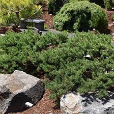 Attēlu rezultāti vaicājumam “Pinus banksiana”