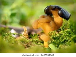 Attēlu rezultāti vaicājumam “Leotia lubrica”