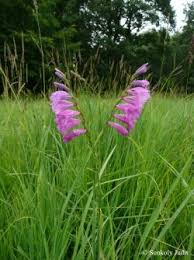 Attēlu rezultāti vaicājumam “Gladiolus imbricatus leaf”