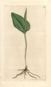 Attēlu rezultāti vaicājumam “Ophioglossum vulgatum”