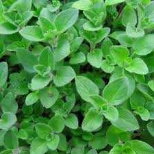 Attēlu rezultāti vaicājumam “Origanum vulgare leaf”