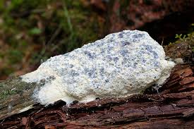 Attēlu rezultāti vaicājumam “Fuligo septica var. flava”