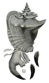 Image result for Aliger gigas