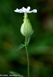 Attēlu rezultāti vaicājumam “Silene latifolia subsp. alba flower”