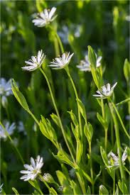 Attēlu rezultāti vaicājumam “Stellaria crassifolia”