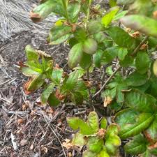 Attēlu rezultāti vaicājumam “Rhododendron sichotense”