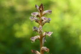 Attēlu rezultāti vaicājumam “Orobanche reticulata flower”