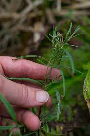 Attēlu rezultāti vaicājumam “Epilobium palustre leaf”