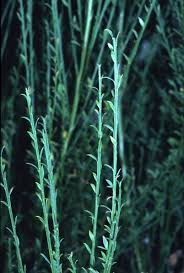 Attēlu rezultāti vaicājumam “Cytisus scoparius leaf”