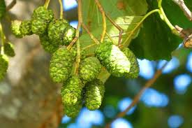Attēlu rezultāti vaicājumam “Alnus glutinosa fruit”