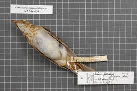 Image result for Catharus fuscescens