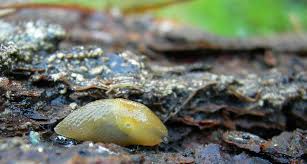 Attēlu rezultāti vaicājumam “Malacolimax tenellus”