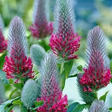 Attēlu rezultāti vaicājumam “Collaria rubens”