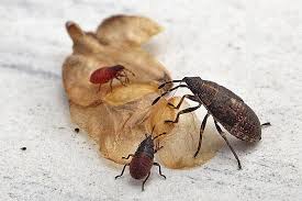 Attēlu rezultāti vaicājumam “Kleidocerys resedae”