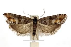 Attēlu rezultāti vaicājumam “Rhyacionia pinicolana”