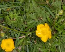 Attēlu rezultāti vaicājumam “Ranunculus bulbosus”