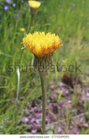 Attēlu rezultāti vaicājumam “Hypochaeris maculata flower”