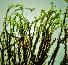 Attēlu rezultāti vaicājumam “Bryum neodamense”