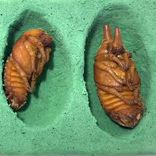 Attēlu rezultāti vaicājumam “pupa”