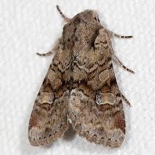 Attēlu rezultāti vaicājumam “Apamea sordens”