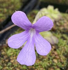 Attēlu rezultāti vaicājumam “Pinguicula vulgaris fruit”
