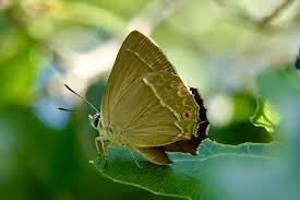 Attēlu rezultāti vaicājumam “Favonius quercus”